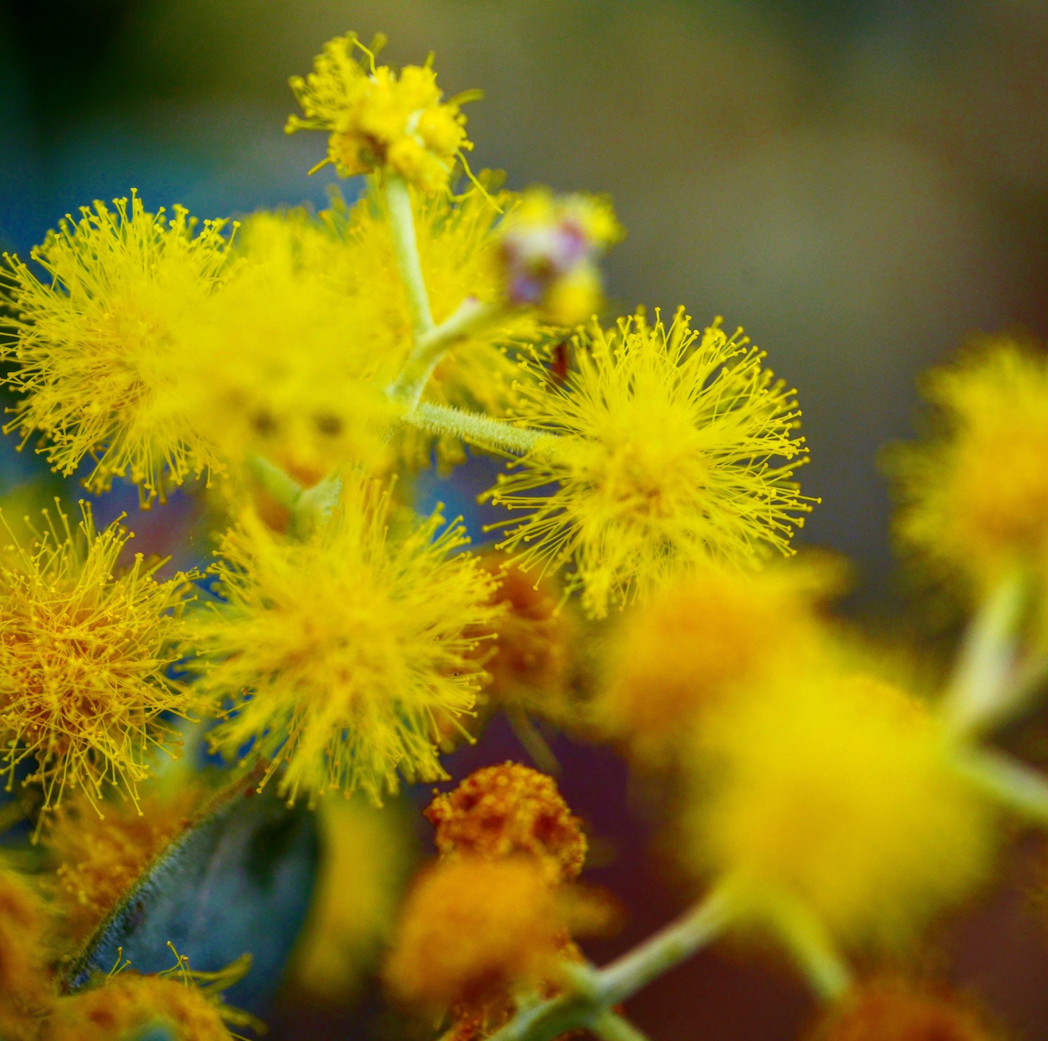 Wattle in close up