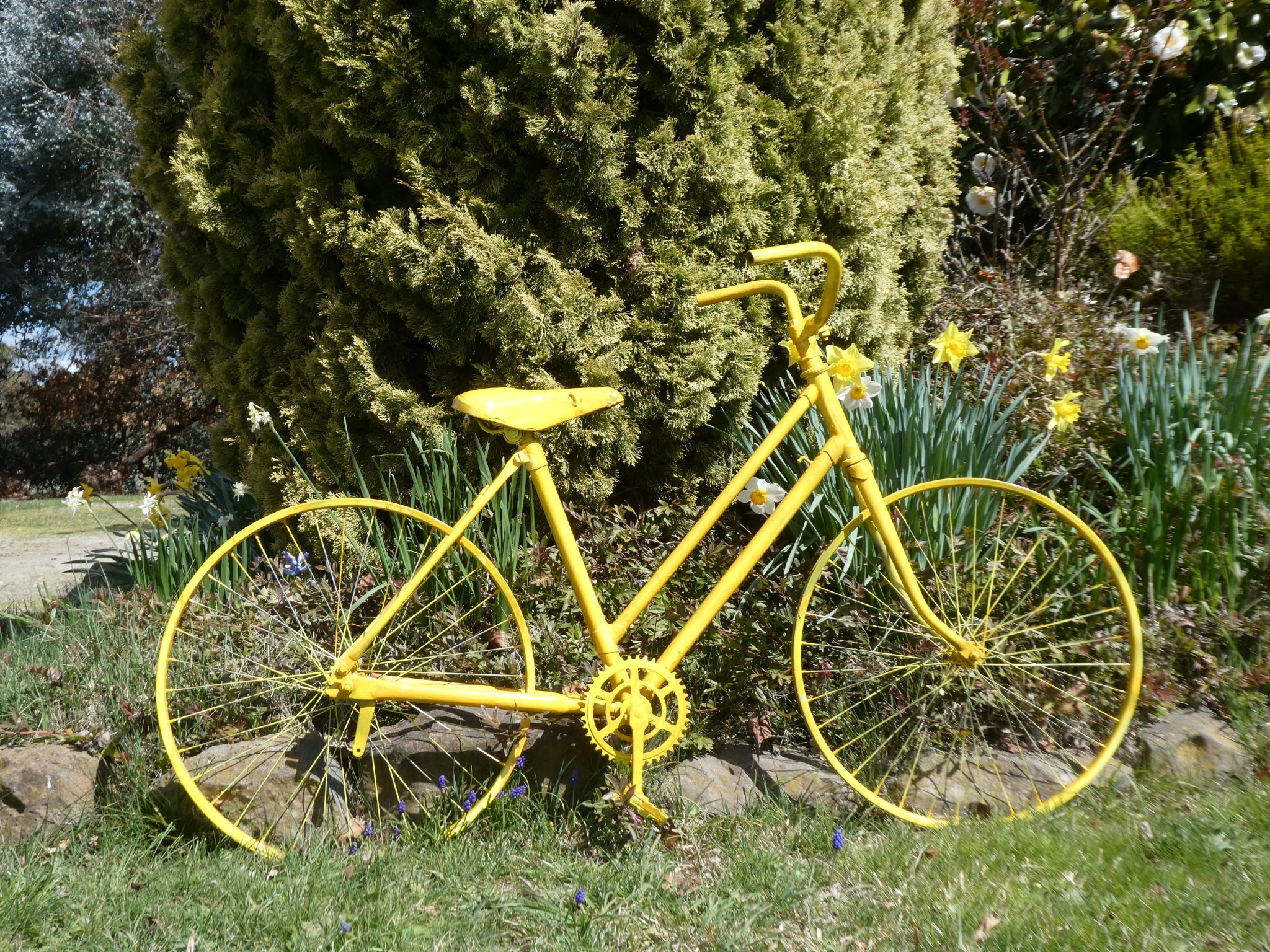 Yellow bike in garden