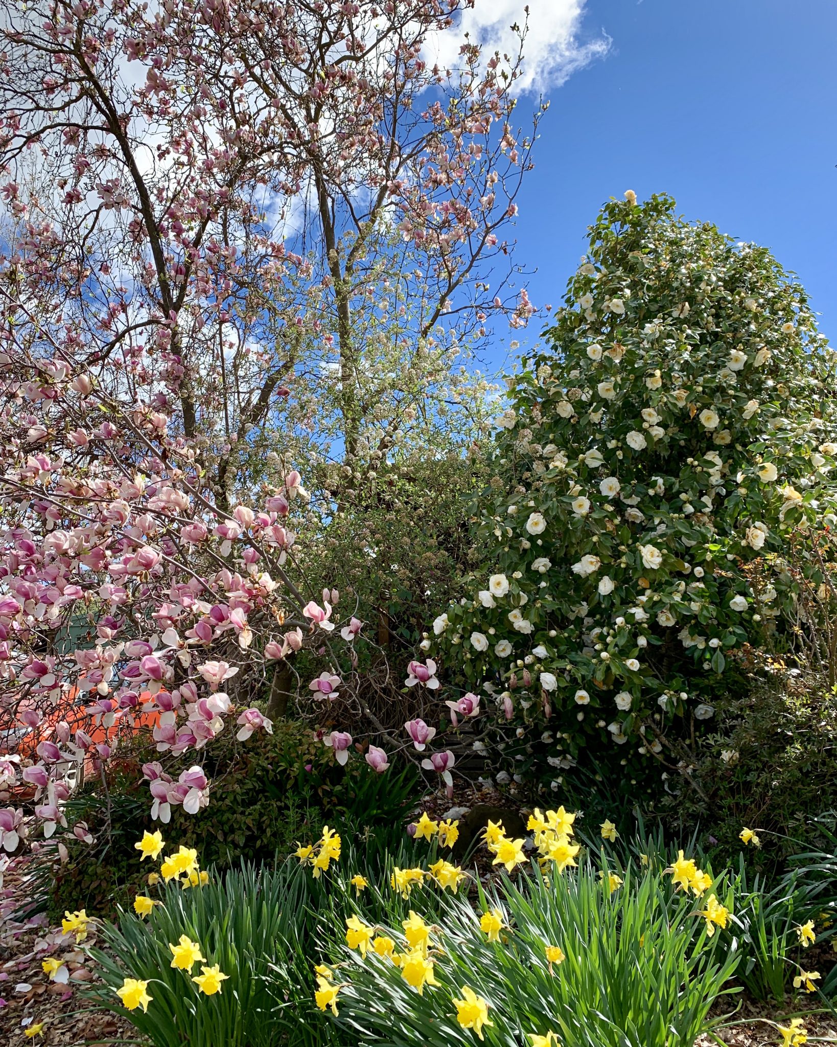 Spring colour in the garden