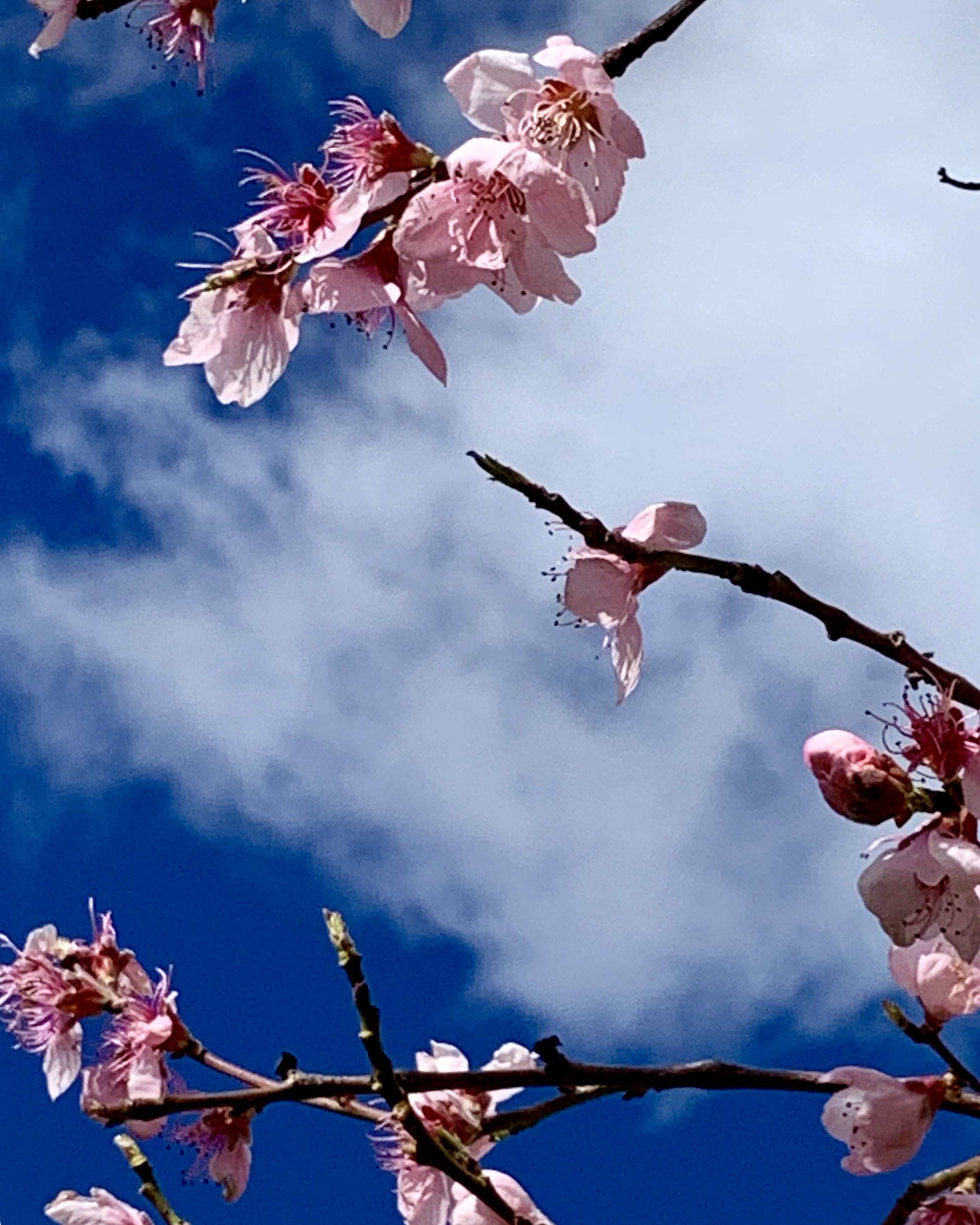 Blossom and blue sky