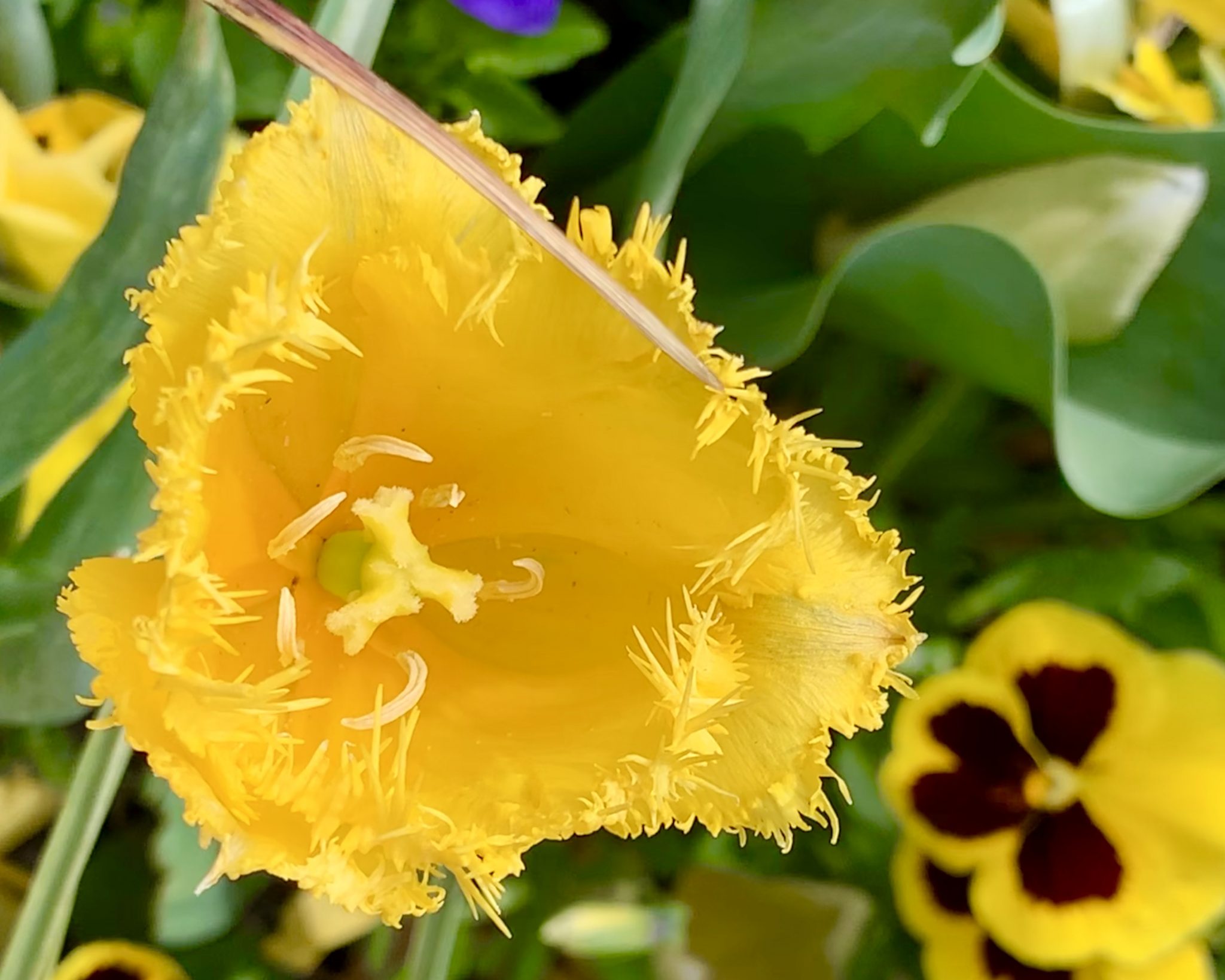Yellow tulip at Floriade
