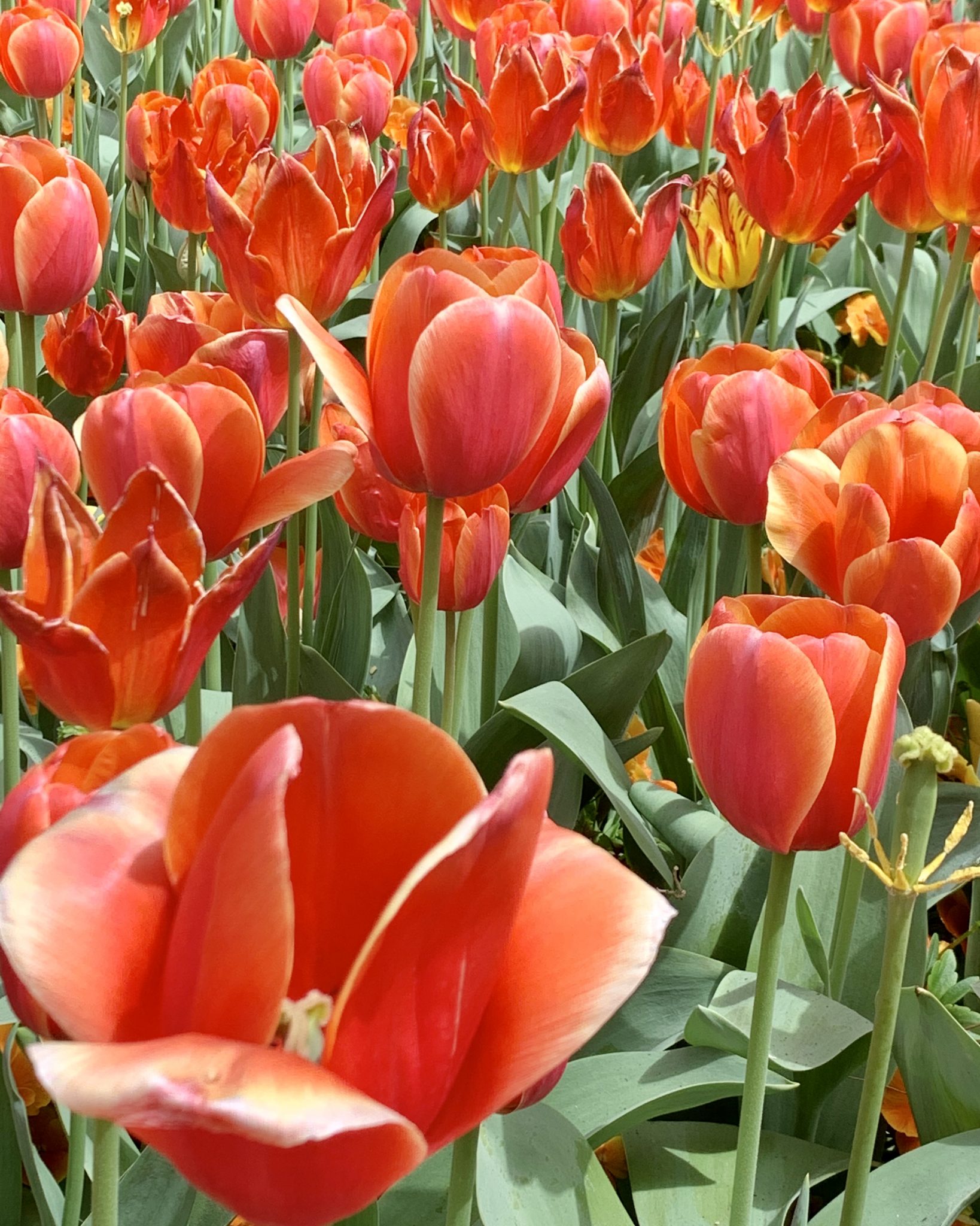 Red tulips at Floriade