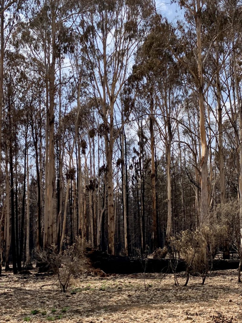 Burnt gum trees near Tumbarumba