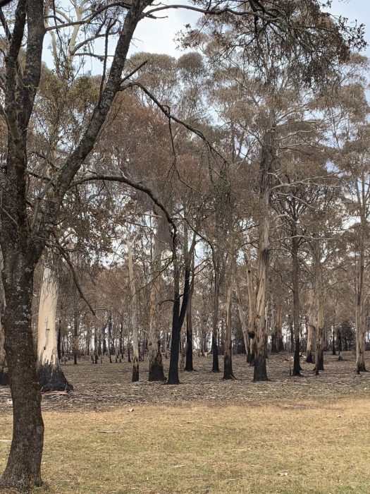 Burnt gum trees