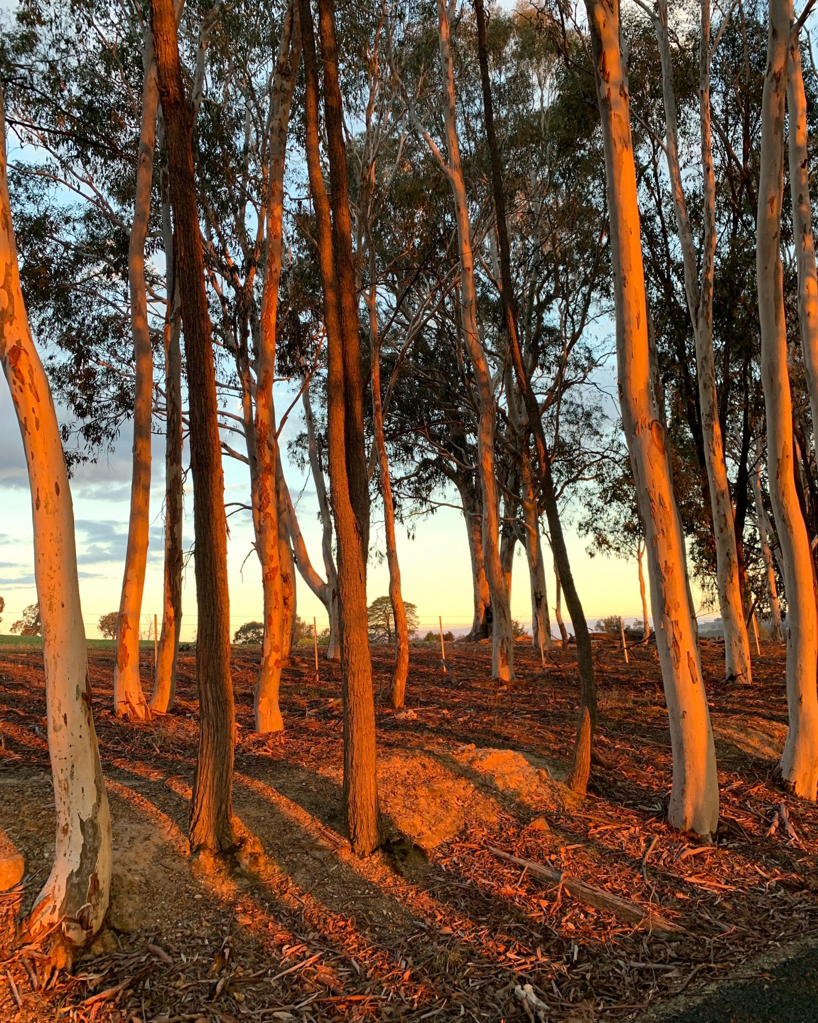 Trees at sunset on the rail trail 2