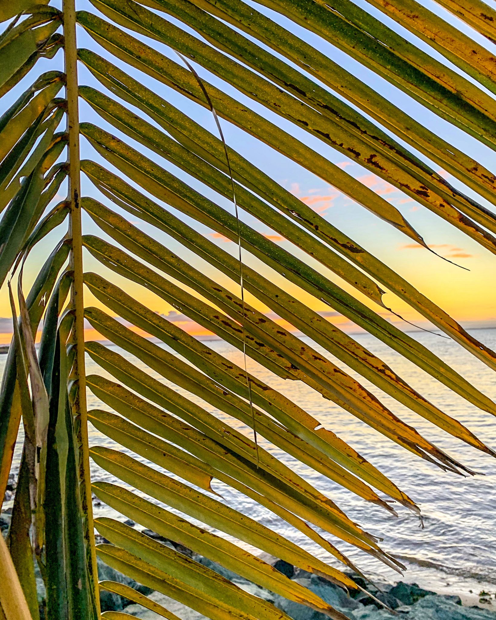 sunset through palm tree