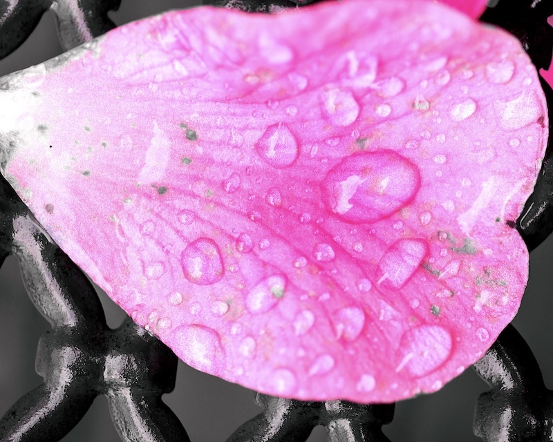 Camellia water droplets