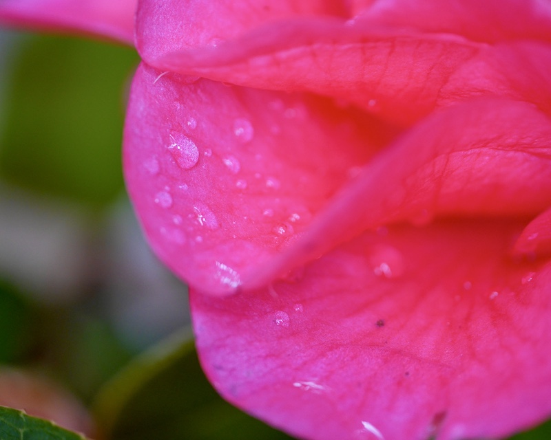 Water droplets on camellia