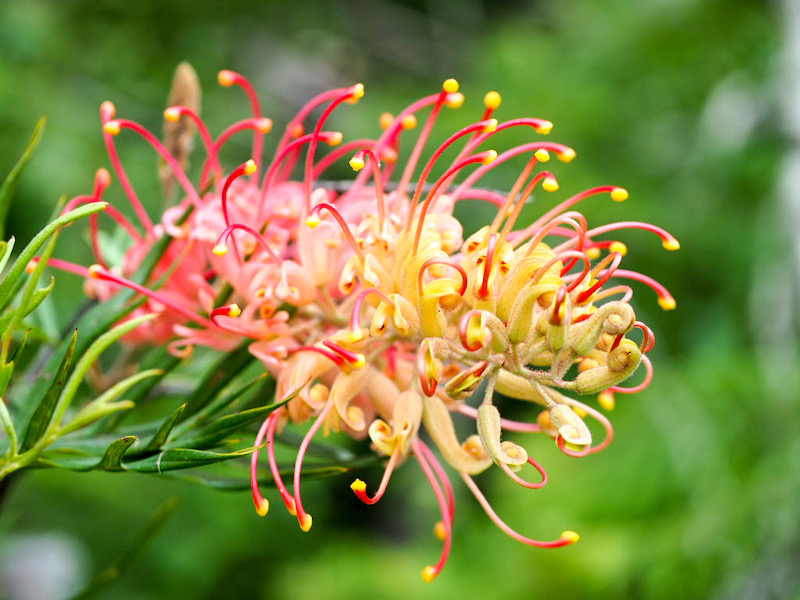 Grevillea flower with its joyful pop of colour