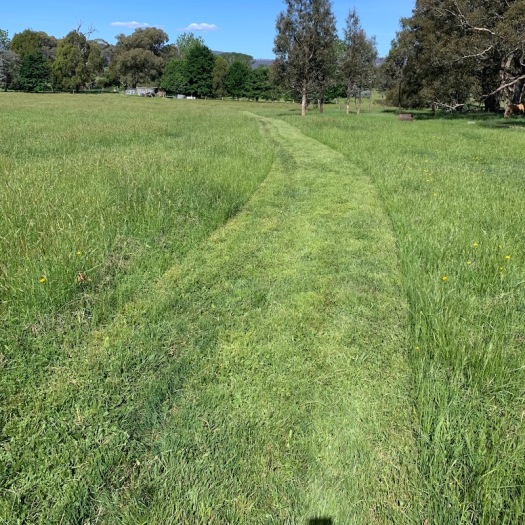 Mown path through the green green grass of home