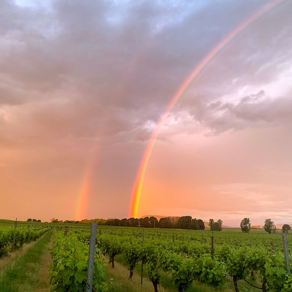rainbow over vineyard