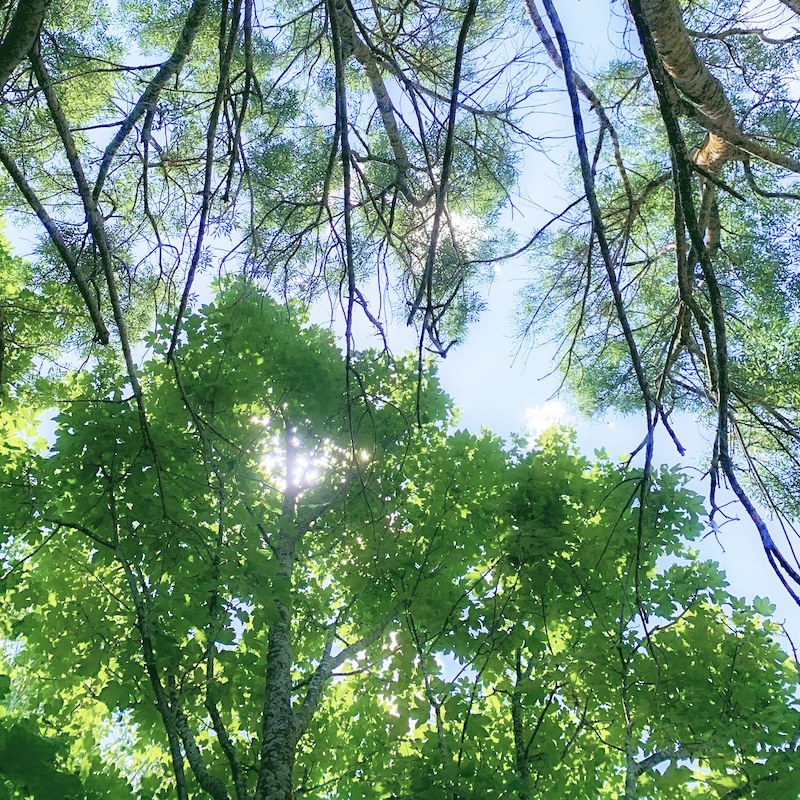 looking up through the trees from my hammock
