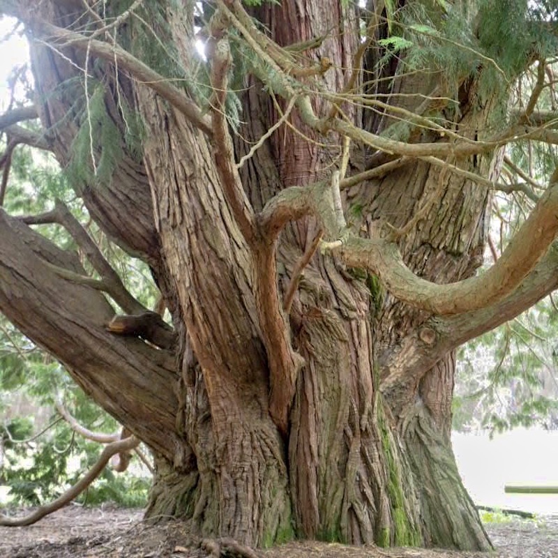old tree full of wisdom