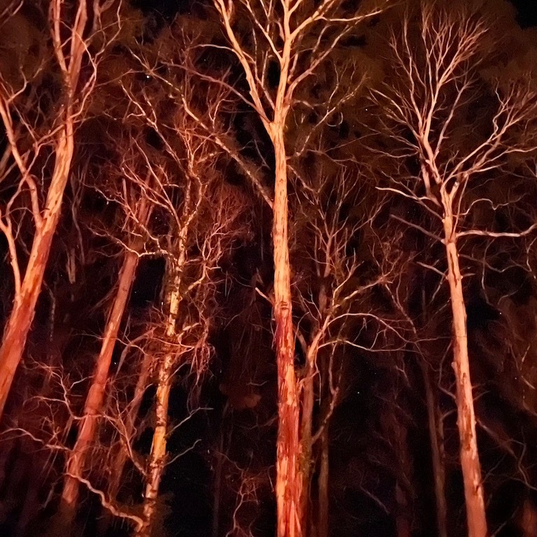 trees reflected in firelight