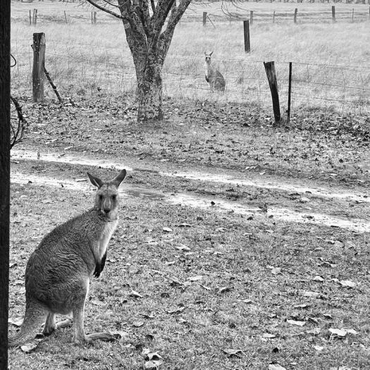 kangaroos in the front yard