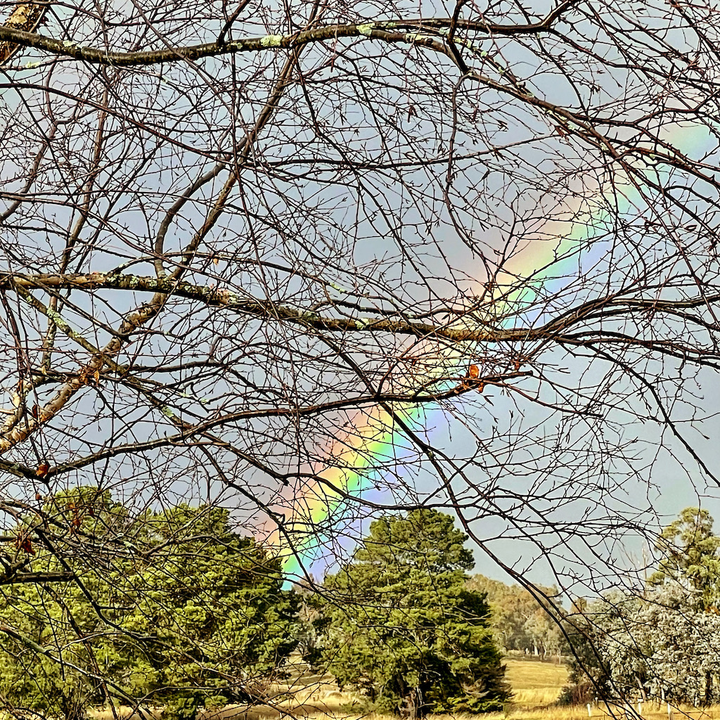 rainbow through the trees