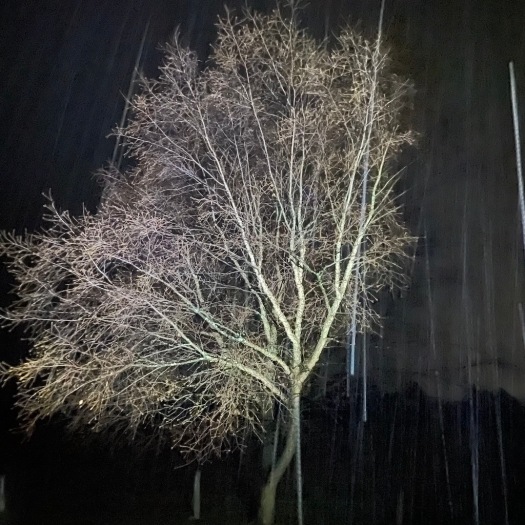 tree in the falling snow