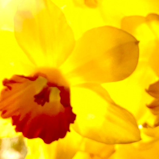 daffodils make me smile