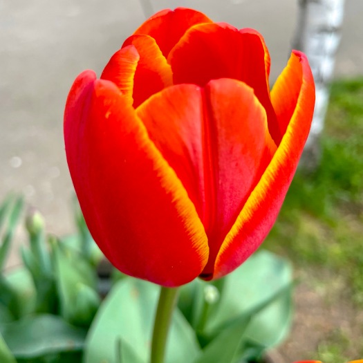 tulip love in Spring