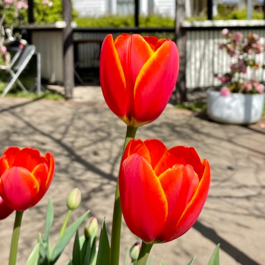tulips in Spring