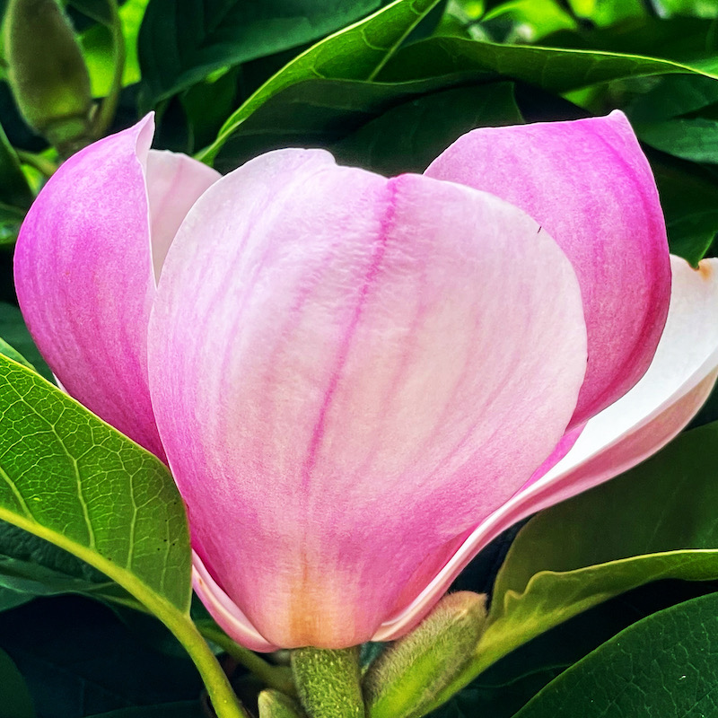 Magnolia flowering in January