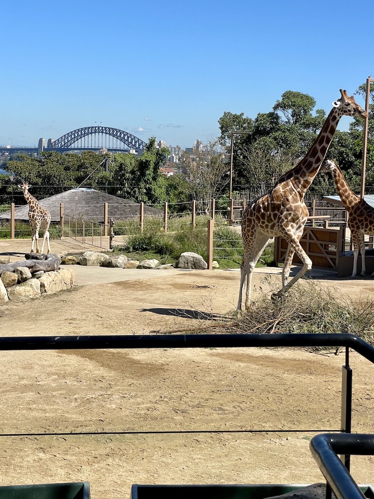 Giraffe enclosure