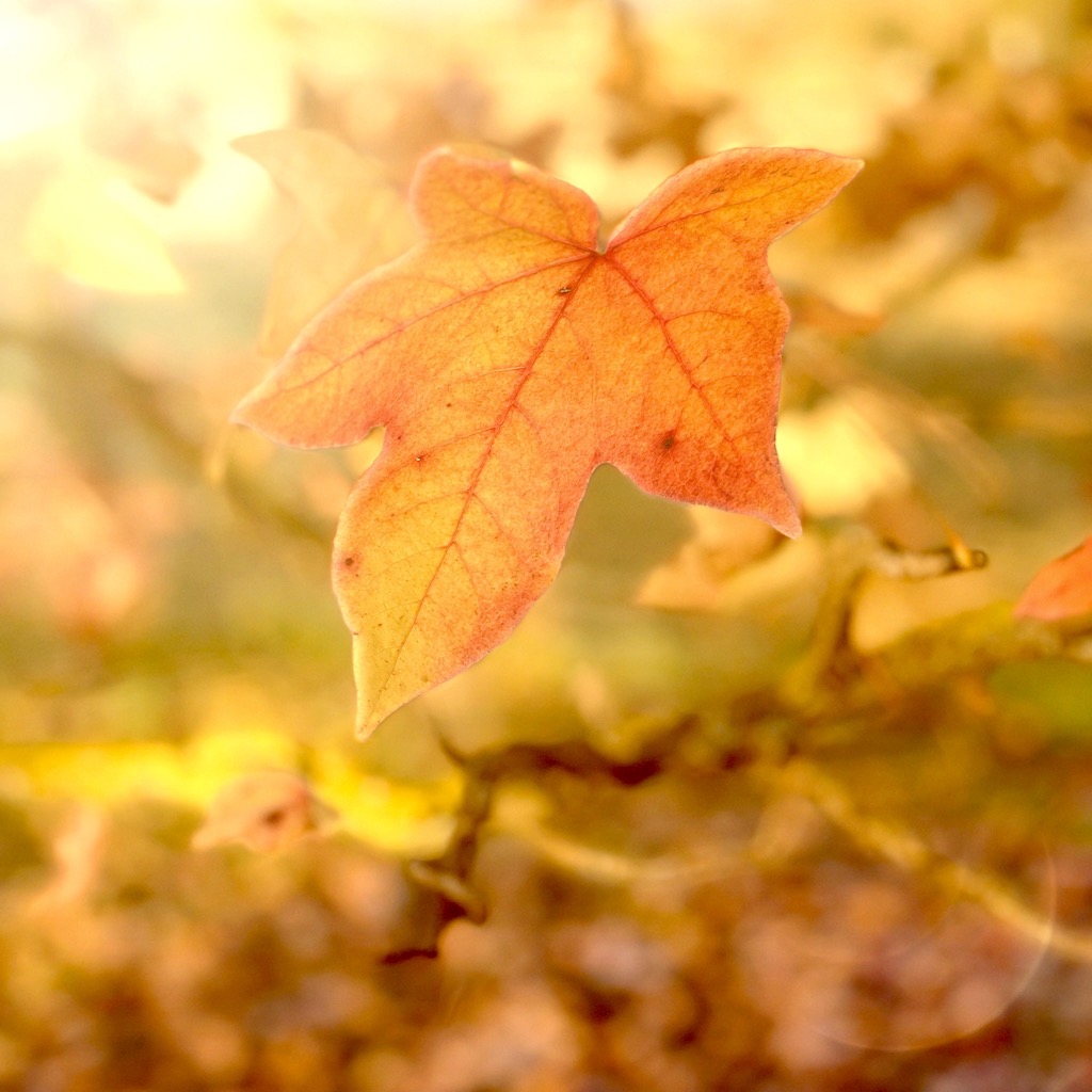 Autumn leaf