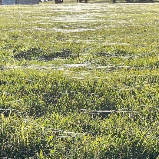 Spider webs on grass is called ballooning