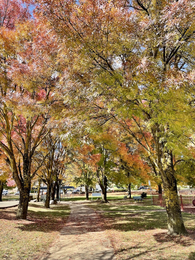 Tumbarumba park in autumn